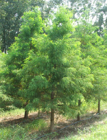 Baldcypress