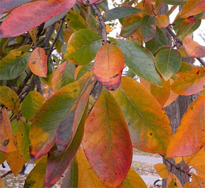 leaves of a Black Gum